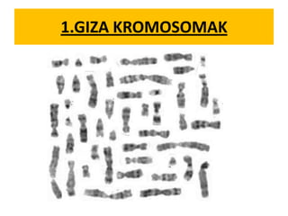 1.GIZA KROMOSOMAK
 