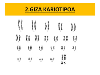 2.GIZA KARIOTIPOA
X X
 