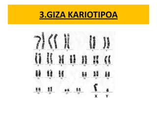 3.GIZA KARIOTIPOA
X Y
 