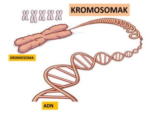 KROMOSOMAK

KROMOSOMA

ADN

 