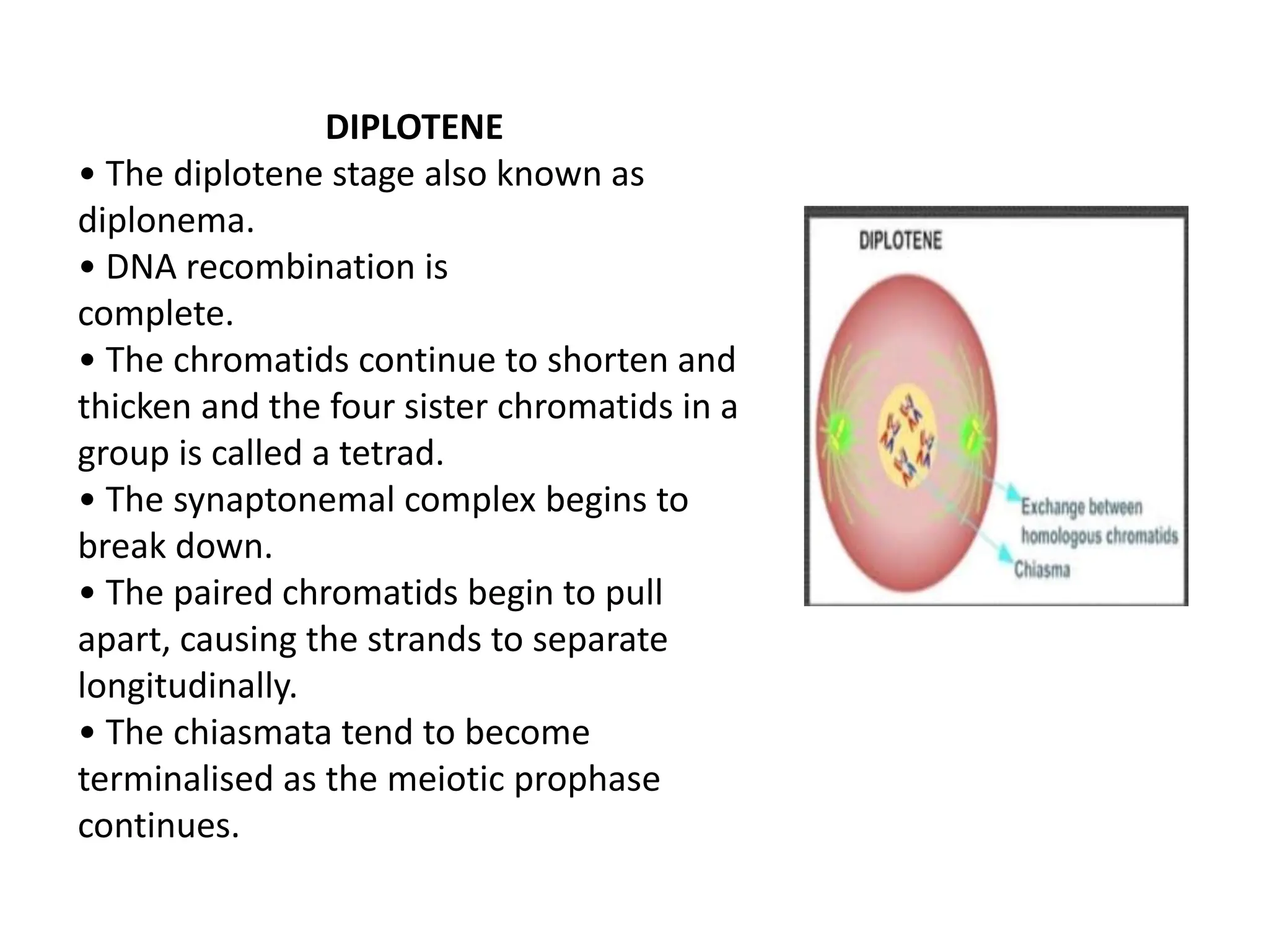 Meiosis Cell Division Seminar 2024 By - Karishma | PPTX