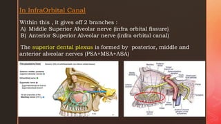 Neuroanatomy seminar with special reference to trigeminal,facial and ...