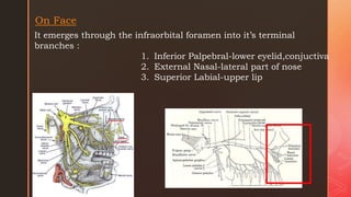 Neuroanatomy seminar with special reference to trigeminal,facial and ...