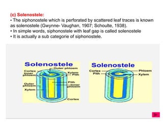 (c) Solenostele:
• The siphonostele which is perforated by scattered leaf traces is known
as solenostele (Gwynne- Vaughan, 1907; Schoulte, 1938).
• In simple words, siphonostele with leaf gap is called solenostele
• It is actually a sub categorie of siphonostele.
 