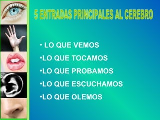 5 ENTRADAS PRINCIPALES AL CEREBRO LO QUE VEMOS LO QUE TOCAMOS LO QUE PROBAMOS LO QUE ESCUCHAMOS LO QUE OLEMOS 
