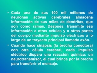 Cada una de sus 100 mil millones de neuronas activas cerebrales almacena información de sus miles de dendritas, que son como ramas, Después, transmite esa información a otras células y a otras partes del cuerpo mediante impulso eléctricos a lo largo de un trayecto principal llamado axón. Cuando hace sinapsis (la brecha conectora) con otra célula cerebral, cada impulso eléctrico dispara una reacción química: un neurotransmisor, el cual brinca por la brecha para transferir el mensaje. 