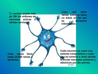Tu cerebro posee mas de 100 mil millones de neuronas activas o células nerviosas, Cada una tiene ramas como si fuera un árbol, en las que se almacena información. Cada célula tiene hasta 20,000 ramas o dendritas.  Cada neurona es como una potente computadora y cada una se conecta a otras células al enviar mensajes químicos y eléctricos por los axones.  