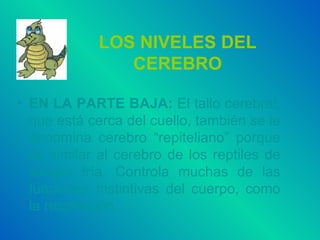 LOS NIVELES DEL CEREBRO EN LA PARTE BAJA:  El tallo cerebral, que está cerca del cuello, también se le denomina cerebro “repiteliano” porque es similar al cerebro de los reptiles de sangre fría. Controla muchas de las funciones instintivas del cuerpo, como la respiración. 