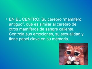 EN EL CENTRO: Su cerebro “mamífero antiguo”, que es similar al cerebro de otros mamíferos de sangre caliente. Controla sus emociones, su sexualidad y tiene papel clave en su memoria. 