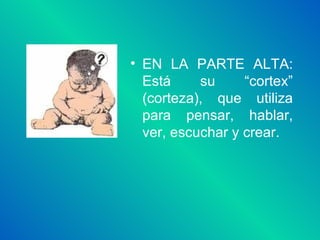 EN LA PARTE ALTA: Está su “cortex” (corteza), que utiliza para pensar, hablar, ver, escuchar y crear. 