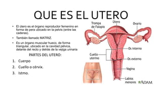QUE ES EL UTERO
• El útero es el órgano reproductor femenino en
forma de pera ubicado en la pelvis (entre las
caderas).
• También llamado MATRIZ.
• Es un órgano muscular hueco, de forma
triangular, ubicado en la cavidad pélvica,
delante del recto y detrás de la vejiga urinaria
PARTES DEL UTERO:
1. Cuerpo
2. Cuello o cérvix.
3. Istmo.
 