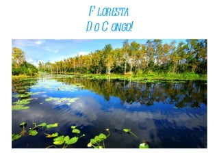 Floresta  Do Congo! 