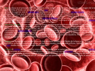 • Boca: La boca es el principio del tubo digestivo. En la imagen de la derecha puedes ver una imagen de la bo
que delimita al fondo con la faringe. Y si pulsasaquí verás otra buena imagen.
En la parte superior está el paladar duro, sostenido por el hueso palatino, y el paladar blando, con la úvula
campanilla al final, que se eleva de forma refleja cuando deglutimos, impidiendo el paso de de alimento ha
las fosas nasales. En la base de la cavidad oral está la lengua, un órgano musculoso que, además de articul
la fonación cuando hablamos y contener las papilas gustativas, participa activamente, junto con la saliva, e
formación del bolo alimenticio que vamos a deglutir o "tragar". La lengua también interviene en la degluci
empujando al bolo alimenticio hacia atrás, hacia la faringe.
• Glándulas salivales: Dentro de las glándulas anejas se distinguen las glándulas salivares, el hígado y el
páncreas, que elaboran, respectivamente, la saliva, la bilis y el jugo pancreático. Las glándulas salivares se
clasifican en tres pares: dos parótidas, dos submaxilares y dos sublinguales. El hígado es la glándula más
voluminosa del cuerpo humano. Está situado debajo del diafragma, en la región abdominal derecha,
cubriendo algo al estómago. Del hígado sale la bilis por el conducto hepático. El páncreas elabora el jugo
pancreático. Es un órgano alargado situado detrás del estómago, cerca del duodeno. Posee un conducto qu
recoge el jugo pancreático elaborado en el interior de la glándula.
• Faringe: L a faringe es una cavidad músculo-membranosa situada en el fondo de la boca y con la cual
comunica. La faringe comunica a su vez con las fosas nasales mediante dos orificios, llamados coanas, y con
el oído medio mediante las trompas de Eustaquio.
Esofago:El esófago es un conducto músculo membranoso que se extiende desde la faringe hasta el estóma
De los incisivos al cardias porción donde el esófago se continua con el estómago hay unos 40 cm. El esófag
empieza en el cuello, atraviesa todo el tórax y pasa al abdomen a través del hiato esofágico del diafragma.
Habitualmente es una cavidad virtual. (es decir que sus paredes se encuentran unidas y solo se abren cuan
pasa el bolo alimenticio).
 
