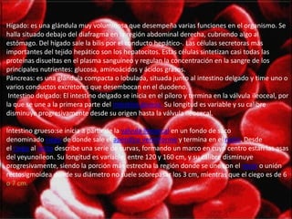 Hígado: es una glándula muy voluminosa que desempeña varias funciones en el organismo. Se
halla situado debajo del diafragma en la región abdominal derecha, cubriendo algo al
estómago. Del hígado sale la bilis por el conducto hepático-. Las células secretoras más
importantes del tejido hepático son los hepatocitos. Estas células sintetizan casi todas las
proteínas disueltas en el plasma sanguíneo y regulan la concentración en la sangre de los
principales nutrientes: glucosa, aminoácidos y ácidos grasos.
Páncreas: es una glándula compacta o lobulada, situada junto al intestino delgado y time uno o
varios conductos excretores que desembocan en el duodeno.
Intestino delgado: El intestino delgado se inicia en el píloro y termina en la válvula ileoceal, por
la que se une a la primera parte del intestino grueso. Su longitud es variable y su calibre
disminuye progresivamente desde su origen hasta la válvula ileocecal.
Intestino grueso:se inicia a partir de la válvula ileocecal en un fondo de saco
denominado ciego de donde sale el apéndice vermiforme y termina en el recto. Desde
el ciego al recto describe una serie de curvas, formando un marco en cuyo centro están las asas
del yeyunoíleon. Su longitud es variable, entre 120 y 160 cm, y su calibre disminuye
progresivamente, siendo la porción más estrecha la región donde se une con el recto o unión
rectosigmoidea donde su diámetro no suele sobrepasar los 3 cm, mientras que el ciego es de 6
o 7 cm.
 