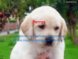 Perros
Los perros son animales domésticos,
son los mejores amigos del hombre !!