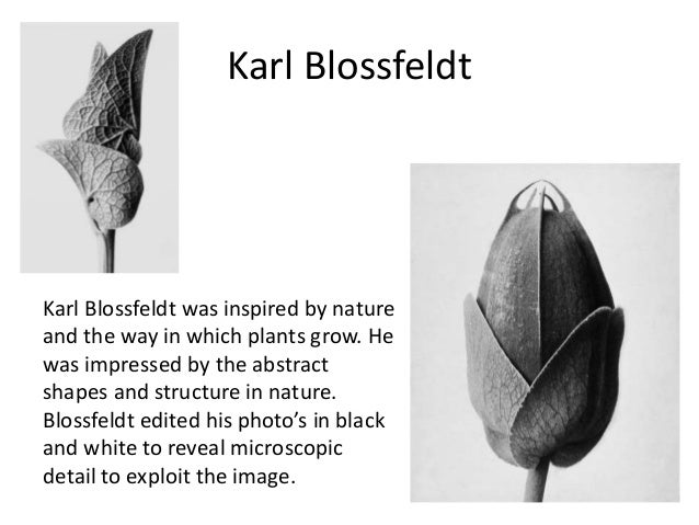 Karl Blossfeldt