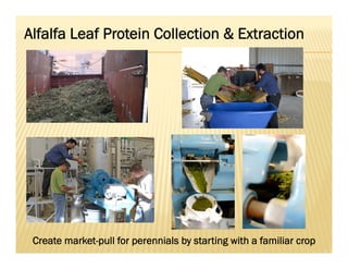 Alfalfa Leaf Protein Collection & Extraction
Create market-pull for perennials by starting with a familiar crop
 