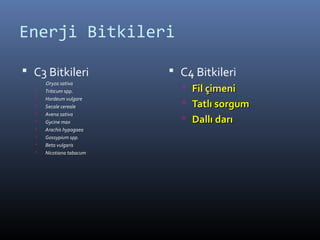 Enerji Bitkileri
 C3 Bitkileri

(Oryza sativa
 Triticum spp.
 Hordeum vulgare
 Secale cereale
 Avena sativa
 Gycine max
 Arachis hypogaea
 Gossypium spp.
 Beta vulgaris
 Nicotiana tabacum
 C4 Bitkileri
 FilFil ççimeniimeni
 TatlıTatlı ssorgumorgum
 DallıDallı ddarıarı
 