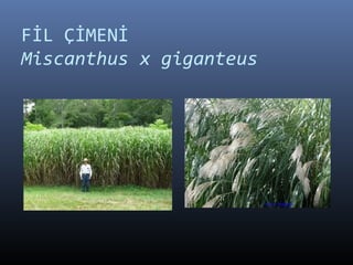 FİL ÇİMENİ
Miscanthus x giganteus
 