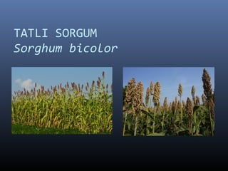 TATLI SORGUM
Sorghum bicolor
 