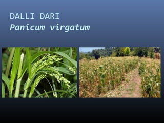 DALLI DARI
Panicum virgatum
 