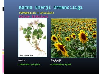 Karma Enerji OrmancılığıKarma Enerji Ormancılığı
(Ormancılık + Arıcılık)(Ormancılık + Arıcılık)
Kültür BitkileriKültür Bitkileri
YoncaYonca AyçiçeğiAyçiçeği
(1 dönümden 40 kg bal) (1 dönümden 5 kg bal)
 