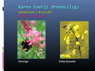 KorungaKorunga Kolza (Kanola)Kolza (Kanola)
Karma Enerji OrmancılığıKarma Enerji Ormancılığı
(Ormancılık + Arıcılık)(Ormancılık + Arıcılık)
Kültür BitkileriKültür Bitkileri
 