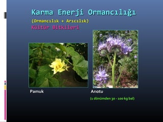 Pamuk ArıotuPamuk Arıotu
(1 dönümden 30 - 100 kg bal)(1 dönümden 30 - 100 kg bal)
Karma Enerji OrmancılığıKarma Enerji Ormancılığı
(Ormancılık + Arıcılık)(Ormancılık + Arıcılık)
Kültür BitkileriKültür Bitkileri
 