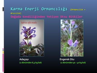 Karma Enerji OrmancılığıKarma Enerji Ormancılığı (Ormancılık +(Ormancılık +
Arıcılık)Arıcılık)
Doğada Kendiliğinden Yetişen Otsu Bitkiler
AdaçayıAdaçayı Engerek OtuEngerek Otu
(1 dönümden 6,5 kg bal) (1 dönümden 30 - 40 kg bal)
 