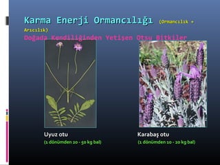 Uyuz otuUyuz otu Karabaş otuKarabaş otu
(1 dönümden 20 - 50 kg bal) (1 dönümden 10 - 20 kg bal)
Karma Enerji OrmancılığıKarma Enerji Ormancılığı (Ormancılık +(Ormancılık +
Arıcılık)Arıcılık)
Doğada Kendiliğinden Yetişen Otsu Bitkiler
 