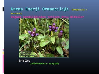 Erik OtuErik Otu
(1 dönümden 10 - 20 kg bal)
Karma Enerji OrmancılığıKarma Enerji Ormancılığı (Ormancılık +(Ormancılık +
Arıcılık)Arıcılık)
Doğada Kendiliğinden Yetişen Otsu Bitkiler
 