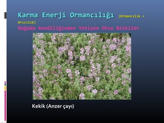 Kekik (Anzer çayı)Kekik (Anzer çayı)
Karma Enerji OrmancılığıKarma Enerji Ormancılığı (Ormancılık +(Ormancılık +
Arıcılık)Arıcılık)
Doğada Kendiliğinden Yetişen Otsu Bitkiler
 