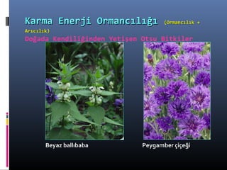 Beyaz ballıbabaBeyaz ballıbaba Peygamber çiçeğiPeygamber çiçeği
Karma Enerji OrmancılığıKarma Enerji Ormancılığı (Ormancılık +(Ormancılık +
Arıcılık)Arıcılık)
Doğada Kendiliğinden Yetişen Otsu Bitkiler
 