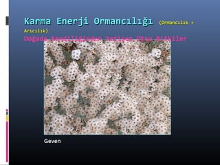 GevenGeven
Karma Enerji OrmancılığıKarma Enerji Ormancılığı (Ormancılık +(Ormancılık +
Arıcılık)Arıcılık)
Doğada Kendiliğinden Yetişen Otsu Bitkiler
 