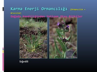 SığırdiliSığırdili
Karma Enerji OrmancılığıKarma Enerji Ormancılığı (Ormancılık +(Ormancılık +
Arıcılık)Arıcılık)
Doğada Kendiliğinden Yetişen Otsu Bitkiler
 