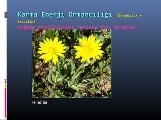 HindibaHindiba
Karma Enerji OrmancılığıKarma Enerji Ormancılığı (Ormancılık +(Ormancılık +
Arıcılık)Arıcılık)
Doğada Kendiliğinden Yetişen Otsu Bitkiler
 