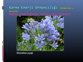 Muhabbet çiçeğiMuhabbet çiçeği
Karma Enerji OrmancılığıKarma Enerji Ormancılığı (Ormancılık +(Ormancılık +
Arıcılık)Arıcılık)
Doğada Kendiliğinden Yetişen Otsu Bitkiler
 