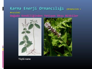 Tüylü naneTüylü nane
Karma Enerji OrmancılığıKarma Enerji Ormancılığı (Ormancılık +(Ormancılık +
Arıcılık)Arıcılık)
Doğada Kendiliğinden Yetişen Otsu Bitkiler
 