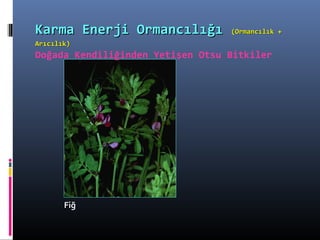 FiğFiğ
Karma Enerji OrmancılığıKarma Enerji Ormancılığı (Ormancılık +(Ormancılık +
Arıcılık)Arıcılık)
Doğada Kendiliğinden Yetişen Otsu Bitkiler
 