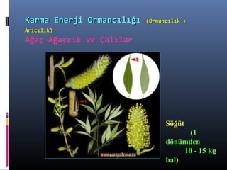 Söğüt
(1
dönümden
10 - 15 kg
bal)
Karma Enerji OrmancılığıKarma Enerji Ormancılığı (Ormancılık +(Ormancılık +
Arıcılık)Arıcılık)
Ağaç-Ağaççık ve Çalılar
 