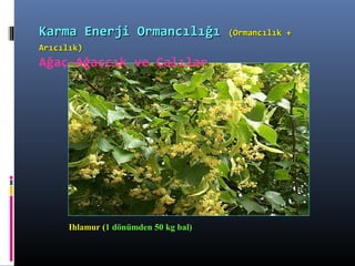 IhlamurIhlamur (1 dönümden 50 kg bal)
Karma Enerji OrmancılığıKarma Enerji Ormancılığı (Ormancılık +(Ormancılık +
Arıcılık)Arıcılık)
Ağaç-Ağaççık ve Çalılar
 