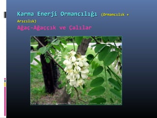 Karma Enerji OrmancılığıKarma Enerji Ormancılığı (Ormancılık +(Ormancılık +
Arıcılık)Arıcılık)
Ağaç-Ağaççık ve Çalılar
 