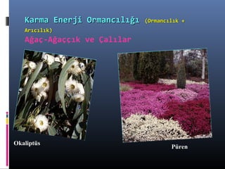 OkaliptüsOkaliptüs
PürenPüren
Karma Enerji OrmancılığıKarma Enerji Ormancılığı (Ormancılık +(Ormancılık +
Arıcılık)Arıcılık)
Ağaç-Ağaççık ve Çalılar
 