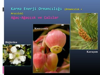 BöğürtlenBöğürtlen
Koca yemişKoca yemiş
KaraçamKaraçam
Karma Enerji OrmancılığıKarma Enerji Ormancılığı (Ormancılık +(Ormancılık +
Arıcılık)Arıcılık)
Ağaç-Ağaççık ve Çalılar
 