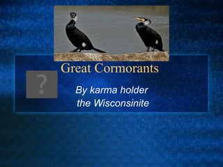 Great Cormorants
  By karma holder
  the Wisconsinite
 