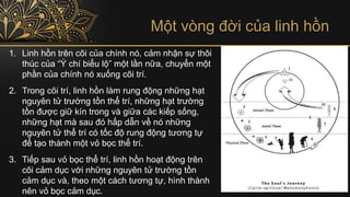Một vòng đời của linh hồn
1. Linh hồn trên cõi của chính nó, cảm nhận sự thôi
thúc của “Ý chí biểu lộ” một lần nữa, chuyển một
phần của chính nó xuống cõi trí.
2. Trong cõi trí, linh hồn làm rung động những hạt
nguyên tử trường tồn thể trí, những hạt trường
tồn được giữ kín trong và giữa các kiếp sống,
những hạt mà sau đó hấp dẫn về nó những
nguyên tử thể trí có tốc độ rung động tương tự
để tạo thành một vỏ bọc thể trí.
3. Tiếp sau vỏ bọc thể trí, linh hồn hoạt động trên
cõi cảm dục với những nguyên tử trường tồn
cảm dục và, theo một cách tương tự, hình thành
nên vỏ bọc cảm dục.
 