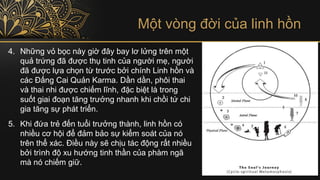 Một vòng đời của linh hồn
4. Những vỏ bọc này giờ đây bay lơ lửng trên một
quả trứng đã được thụ tinh của người mẹ, người
đã được lựa chọn từ trước bởi chính Linh hồn và
các Đấng Cai Quản Karma. Dần dần, phôi thai
và thai nhi được chiếm lĩnh, đặc biệt là trong
suốt giai đoạn tăng trưởng nhanh khi chồi tứ chi
gia tăng sự phát triển.
5. Khi đứa trẻ đến tuổi trưởng thành, linh hồn có
nhiều cơ hội để đảm bảo sự kiểm soát của nó
trên thể xác. Điều này sẽ chịu tác động rất nhiều
bởi trình độ xu hướng tinh thần của phàm ngã
mà nó chiếm giữ.
 