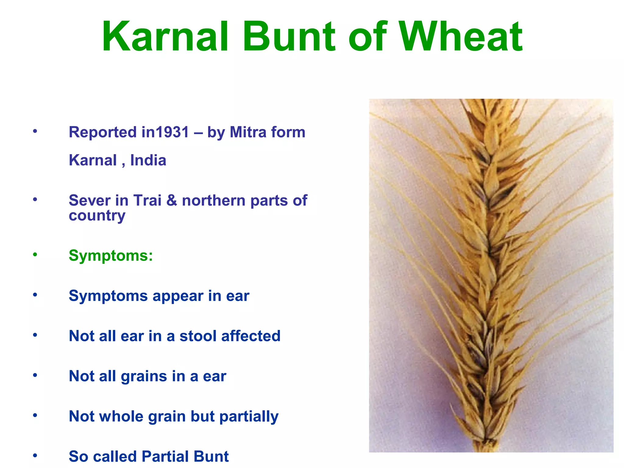 Karnal Bunt of Wheat
• Reported in1931 – by Mitra form
Karnal , India
• Sever in Trai & northern parts of
country
• Symptoms:
• Symptoms appear in ear
• Not all ear in a stool affected
• Not all grains in a ear
• Not whole grain but partially
• So called Partial Bunt