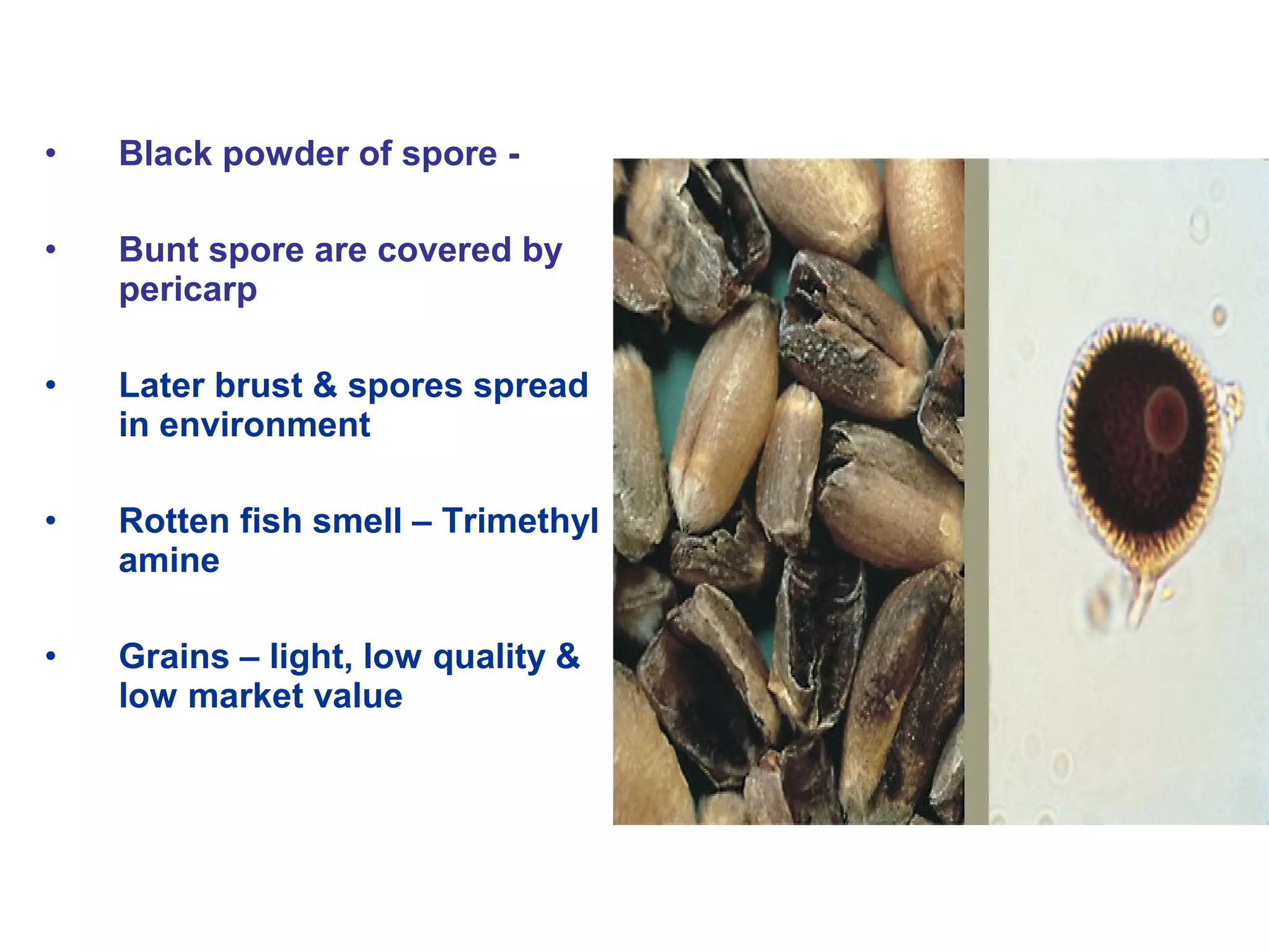 • Black powder of spore -
• Bunt spore are covered by
pericarp
• Later brust & spores spread
in environment
• Rotten fish smell – Trimethyl
amine
• Grains – light, low quality &
low market value