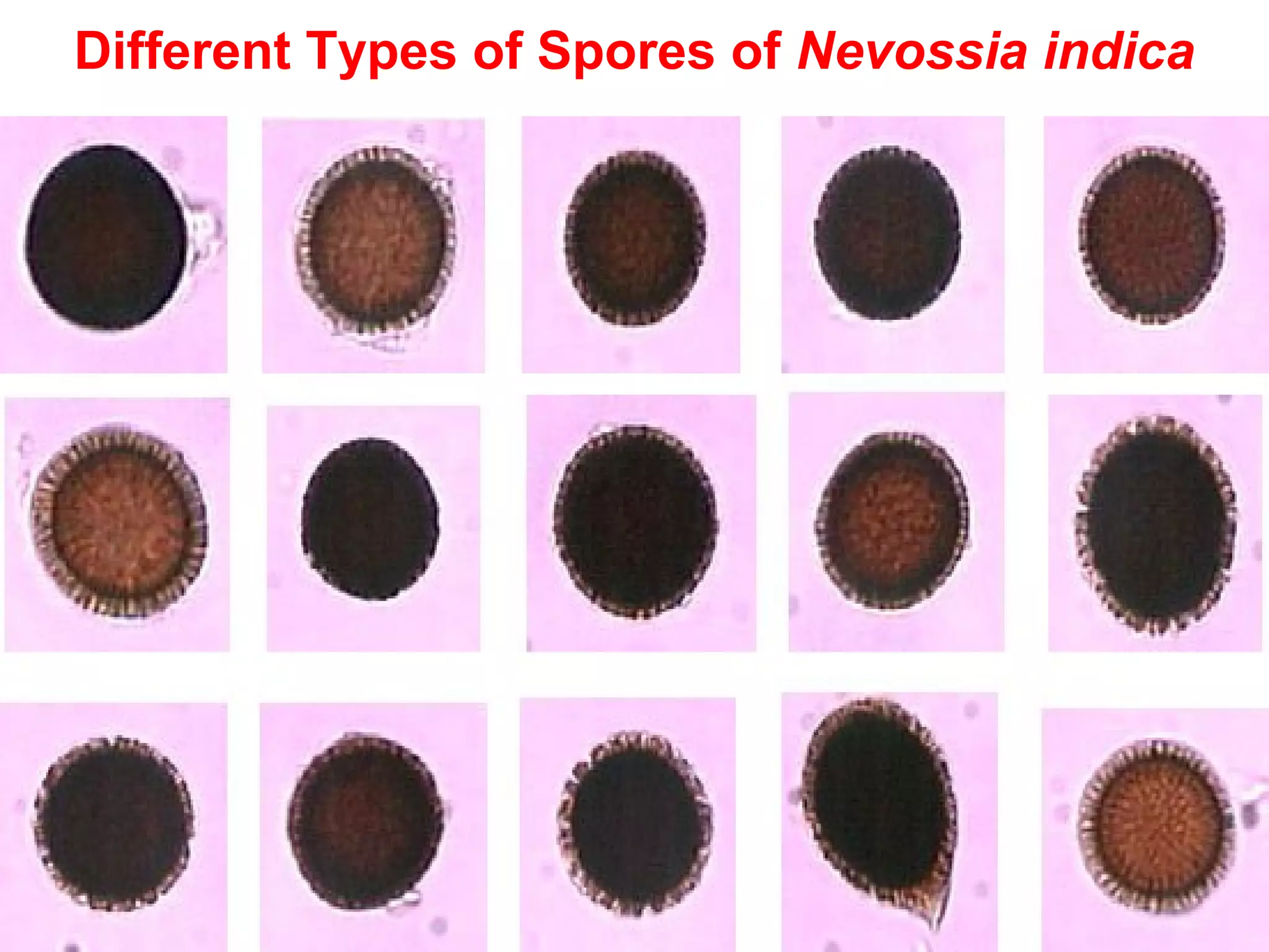 Different Types of Spores of Nevossia indica
